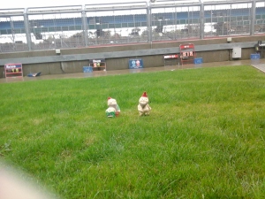 Gnomes in Silverstone Pit Lane